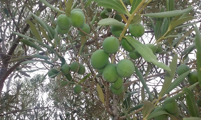 Andalucía inyectar biogás a partir de subproductos del olivar